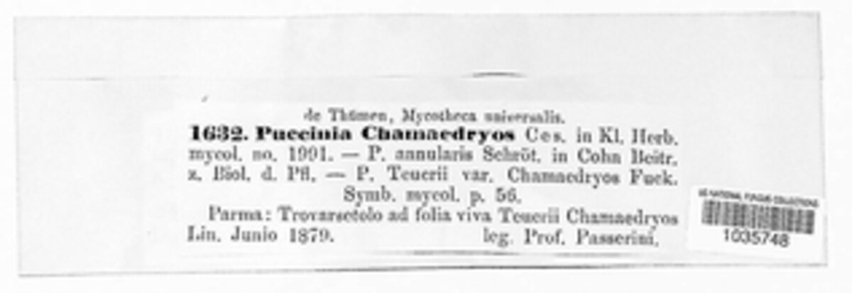 Puccinia chamaedryos image